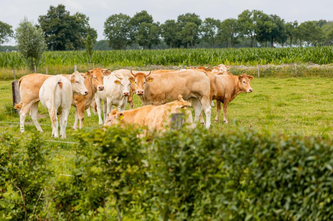 B&B In Ons Straatje Rosmalen Eksteriør billede